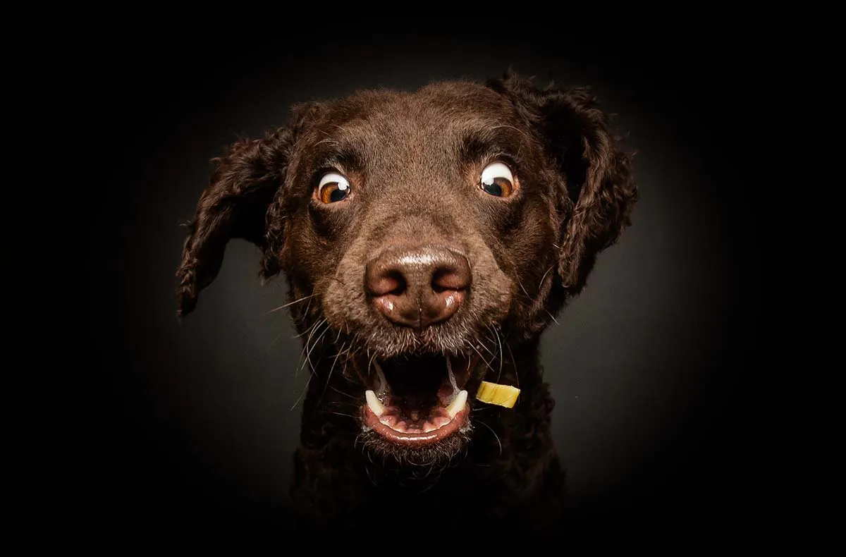 Hunde Fotoshooting Seevetal (Schnapp-Shooting) - 6