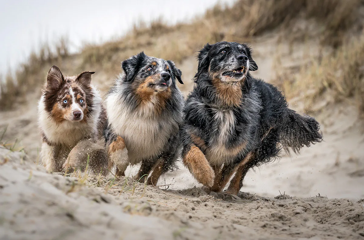 Hundeshooting Sellin - 2