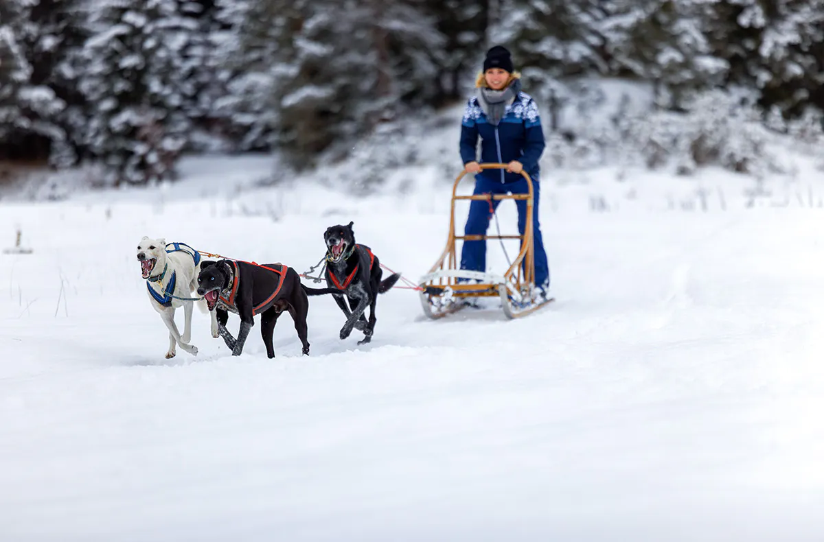 Schlittenhunde Workshop Telfs - 7