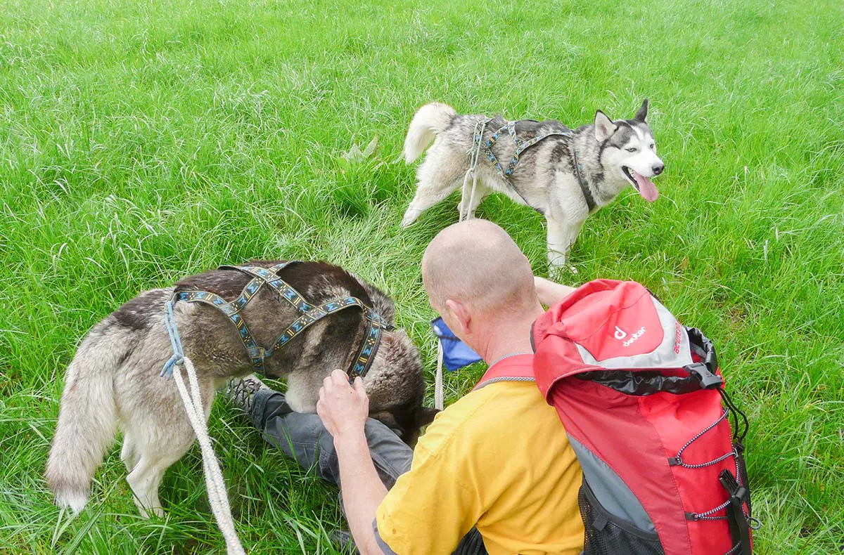 Husky-Trekking Mödingen - 2