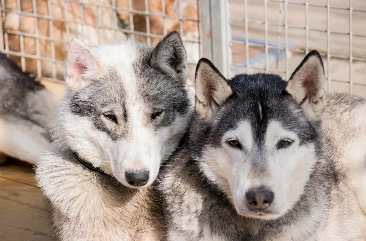 Husky-Trekking Mödingen - 4