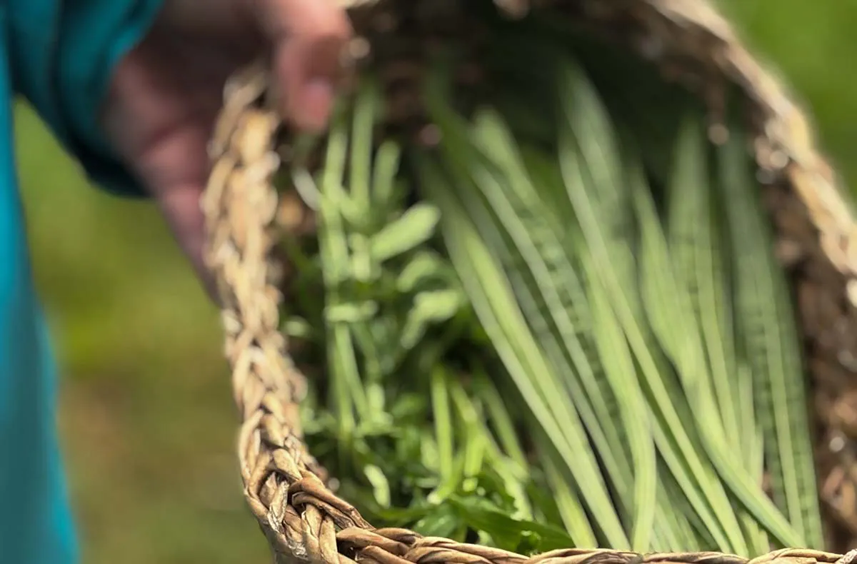 Kräuterwanderung Iserlohn - 5