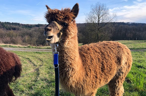 Alpaka Wanderung Kraichtal (1,5 Std.)