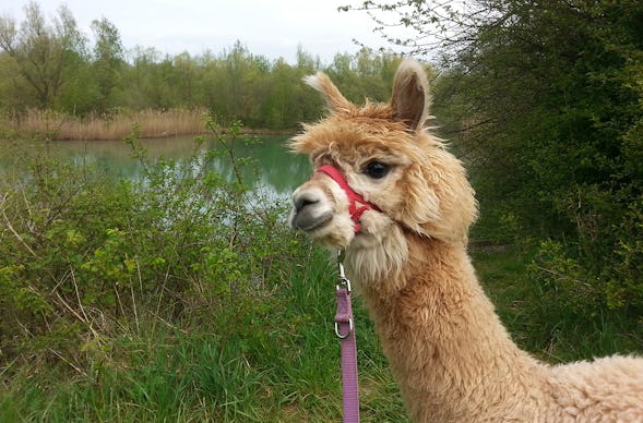 Alpaka Wanderung Kraichtal (5 Std.)