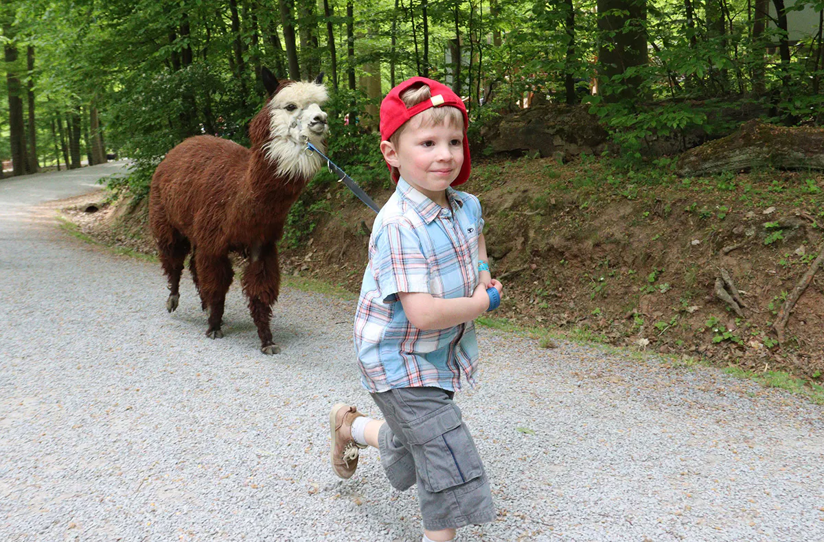 Alpaka Wanderung Kraichtal (1,5 Std.) - 5