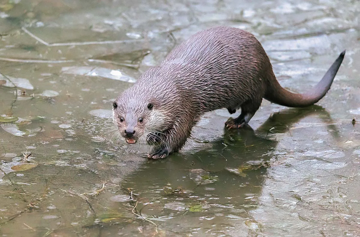 Kurzurlaub mit Tierpark und Dinner Hanau für 2 (2 Nächte) - 13