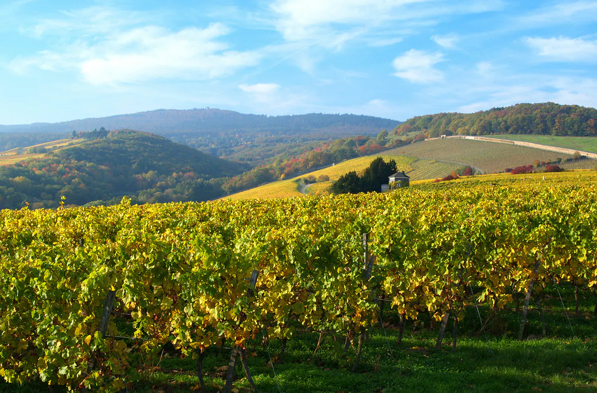 Wein-Kurzurlaub im Rheingau für 2 - 6