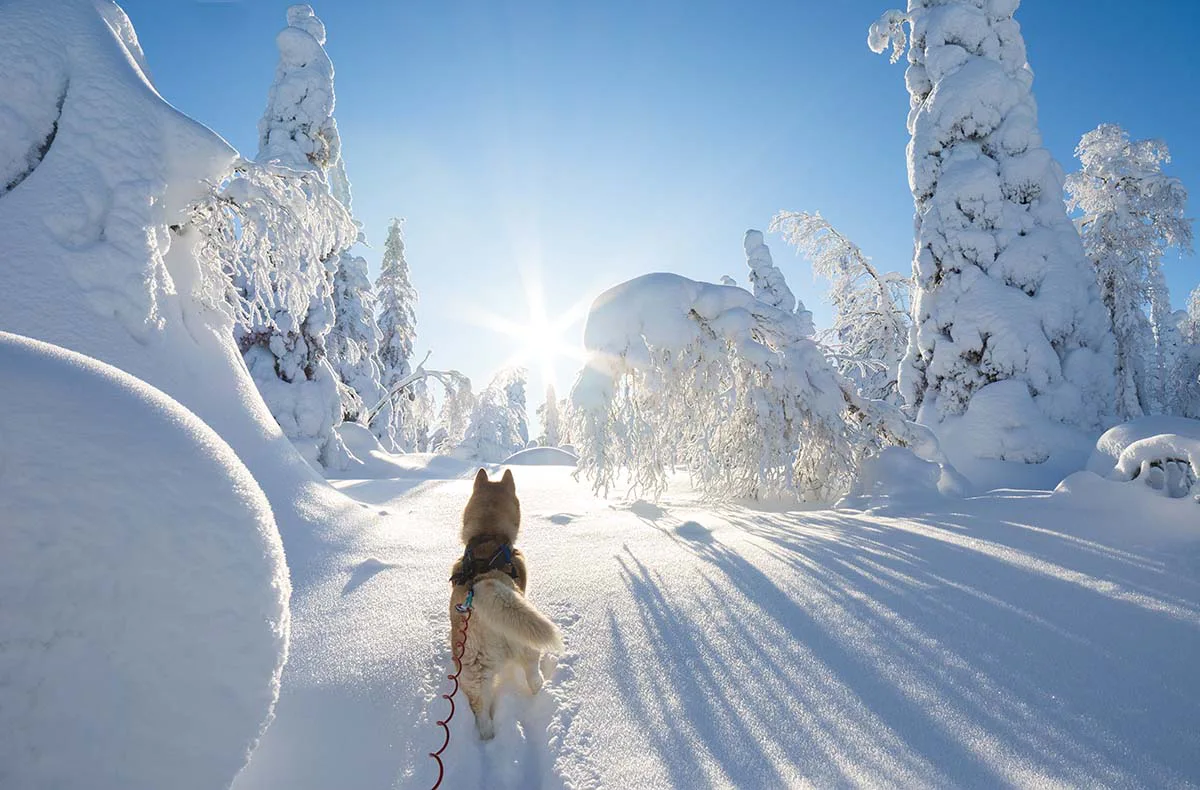 Kurzurlaub Rovaniemi mit Polarlichter-Tour für 2 (2 Nächte) - 4
