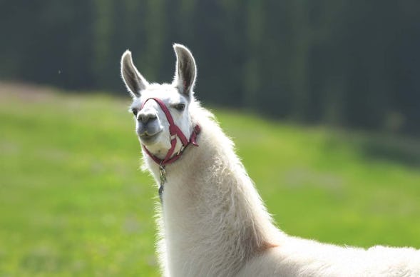 Lama-Trekkingtour Poppenhausen
