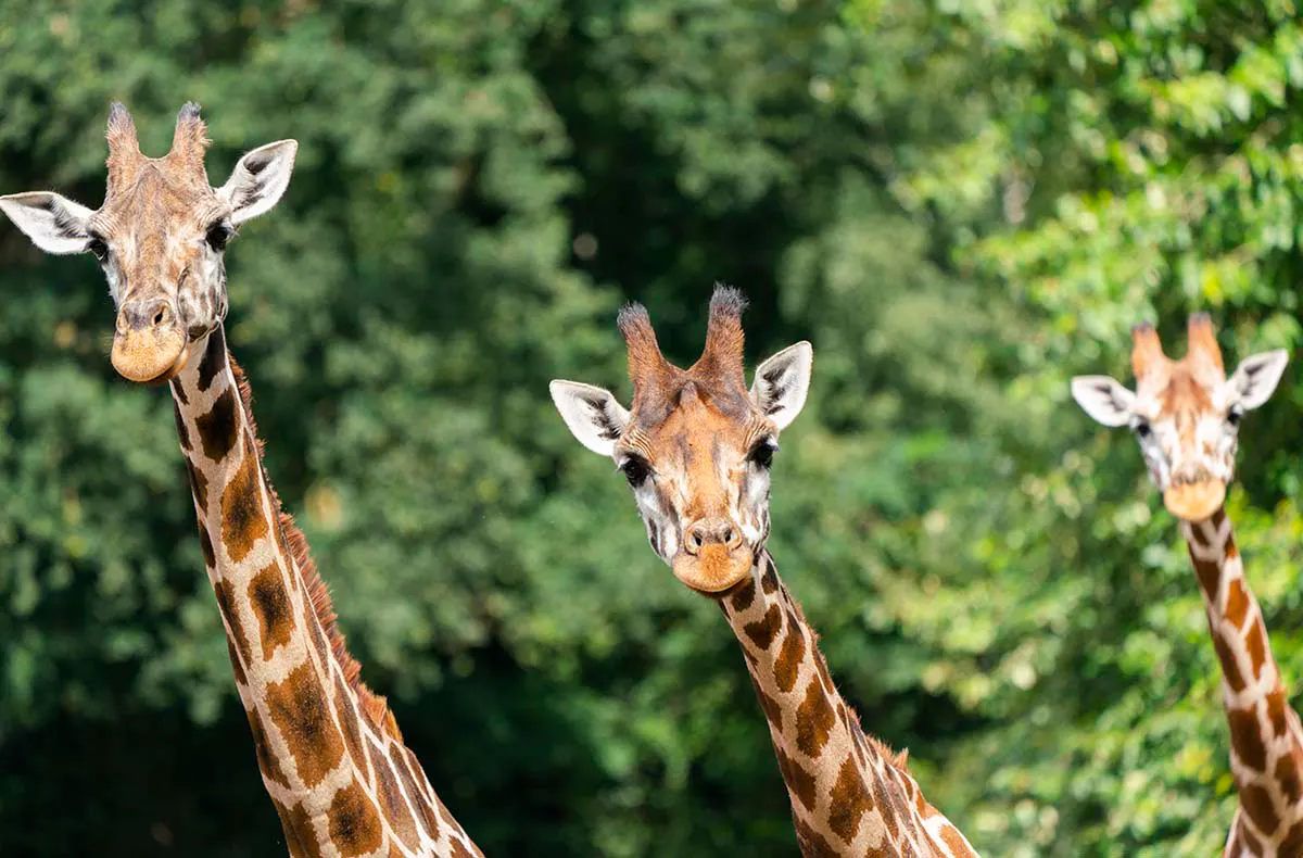 Lichterfestival mit Übernachten im Serengeti-Park für 2 (1 Nacht) - 8