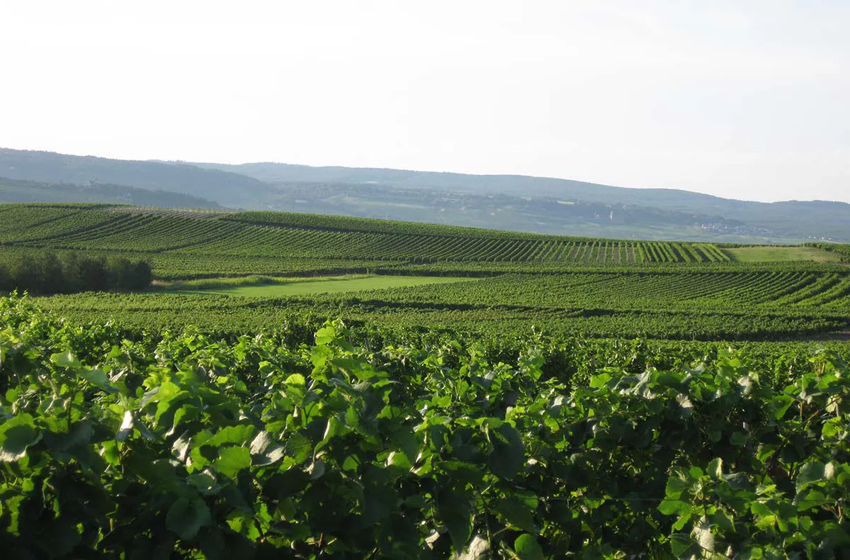 Live Online Weinprobe - 5