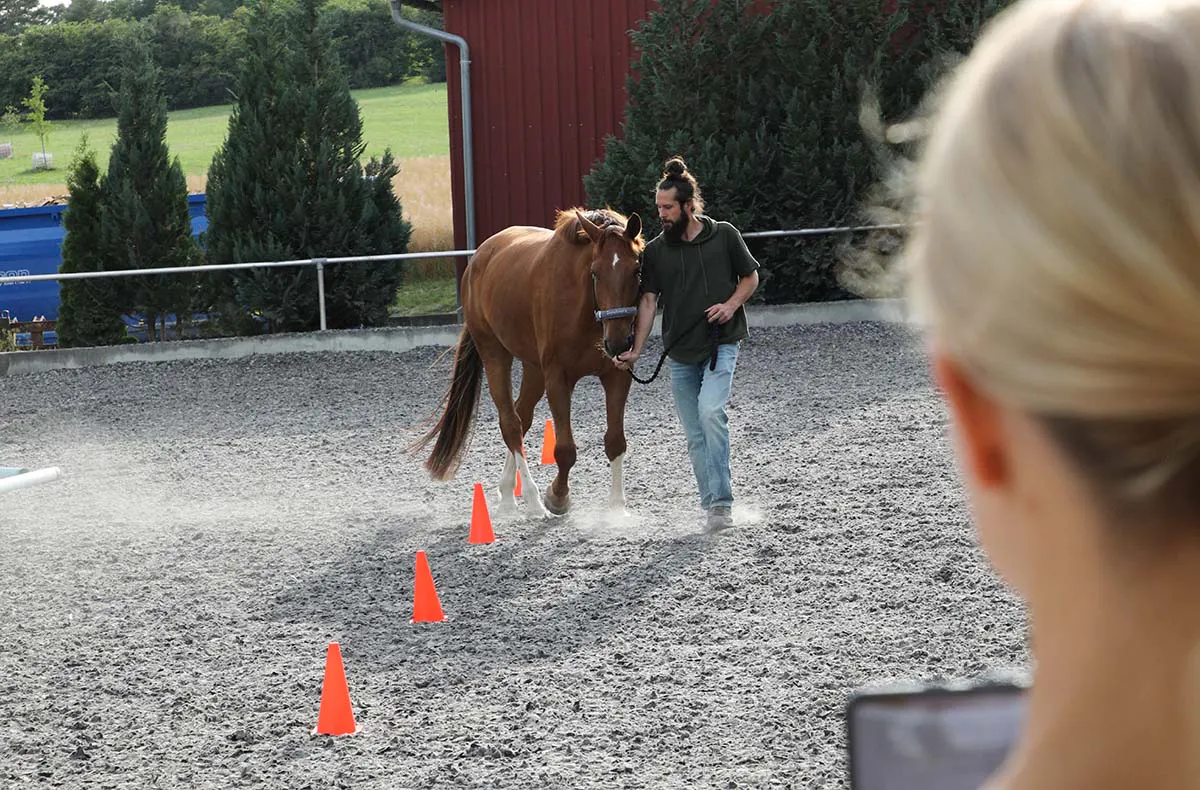 Pferdegestütztes Coaching Ammerbuch - 4