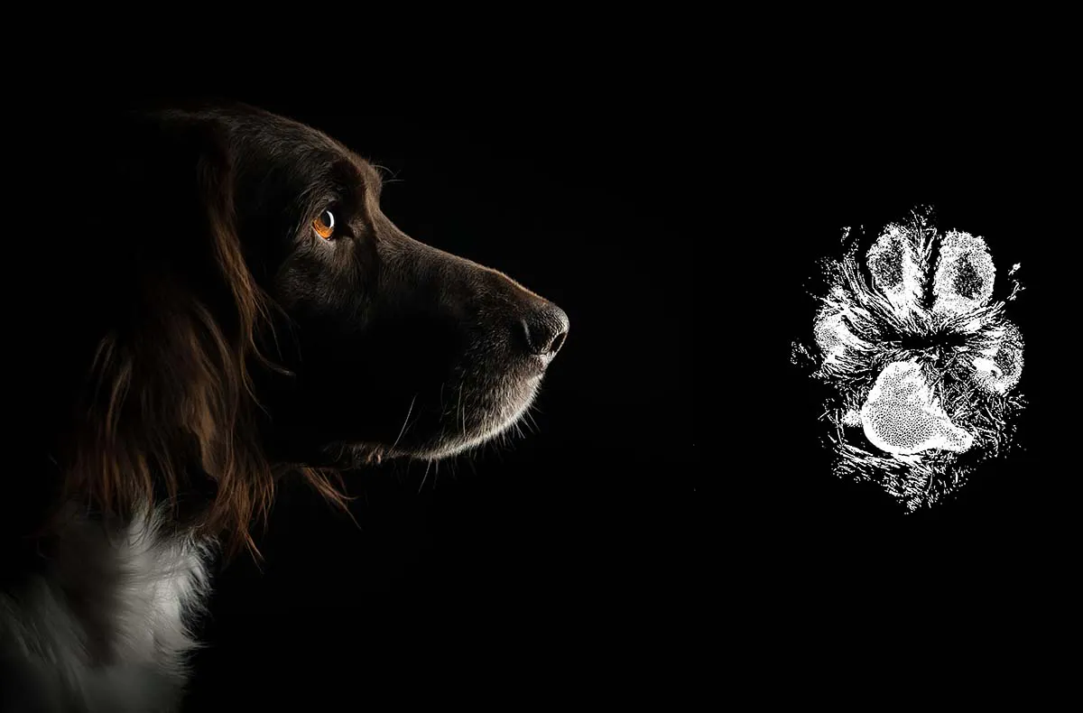 Pfotenabdruck Seevetal - 4