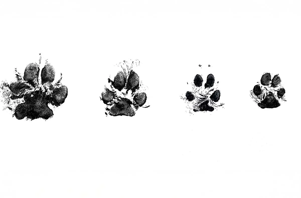 Pfotenabdruck Seevetal - 3