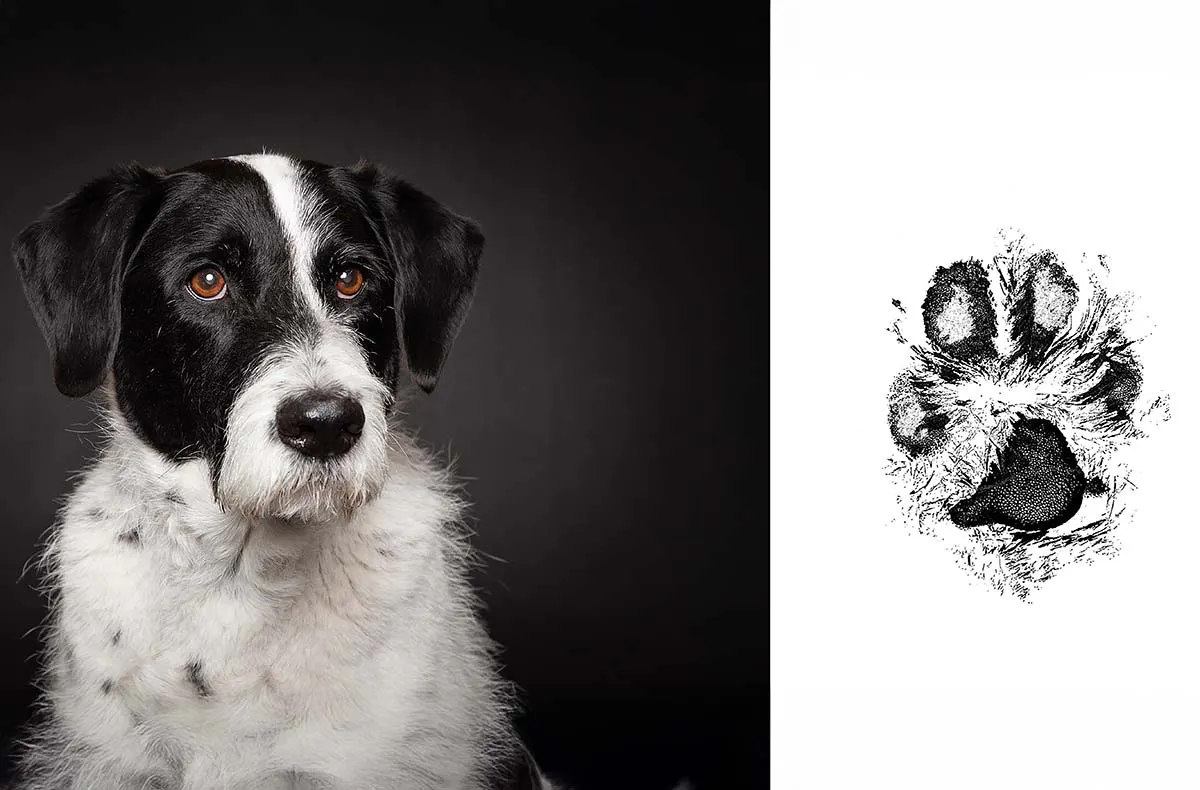 Pfotenabdruck Seevetal - 5