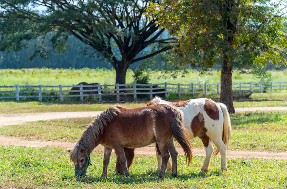 Pony Spaziergang Taufkirchen