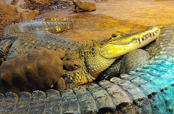 Reptilien-Fütterung in Landau
