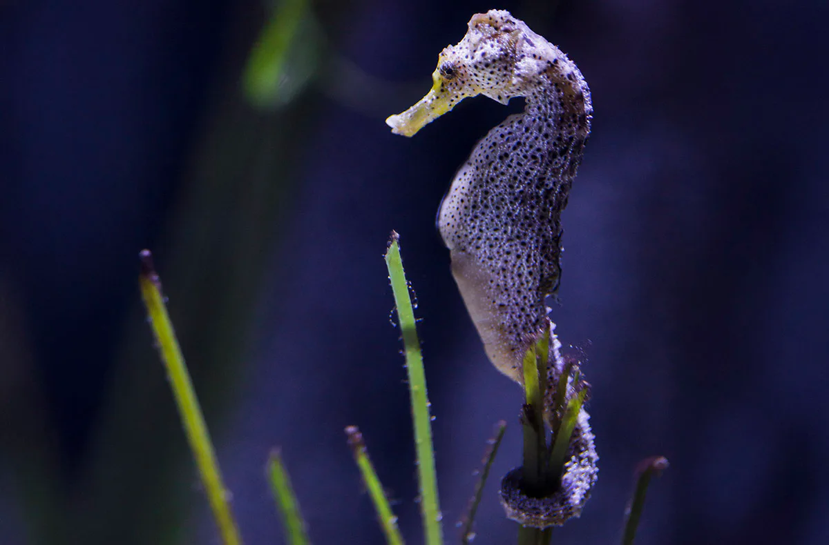 Sea Life Timmendorfer Strand (1 EW + 1 Kleinkind) - 2