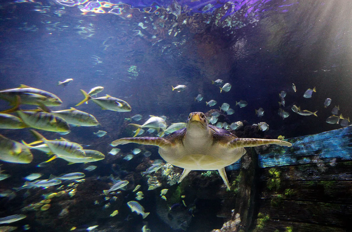 Sea Life Timmendorfer Strand (1 EW + 1 Kleinkind) - 3