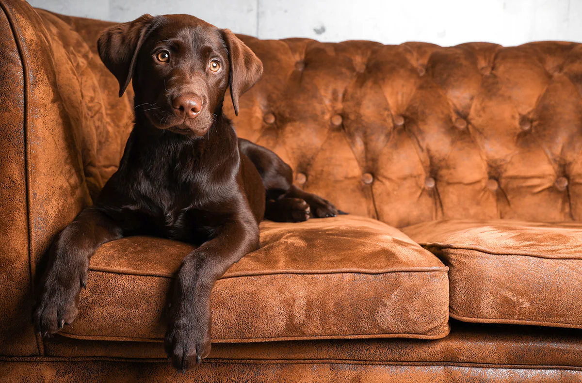 Tier Fotoshooting Mönchengladbach - 3
