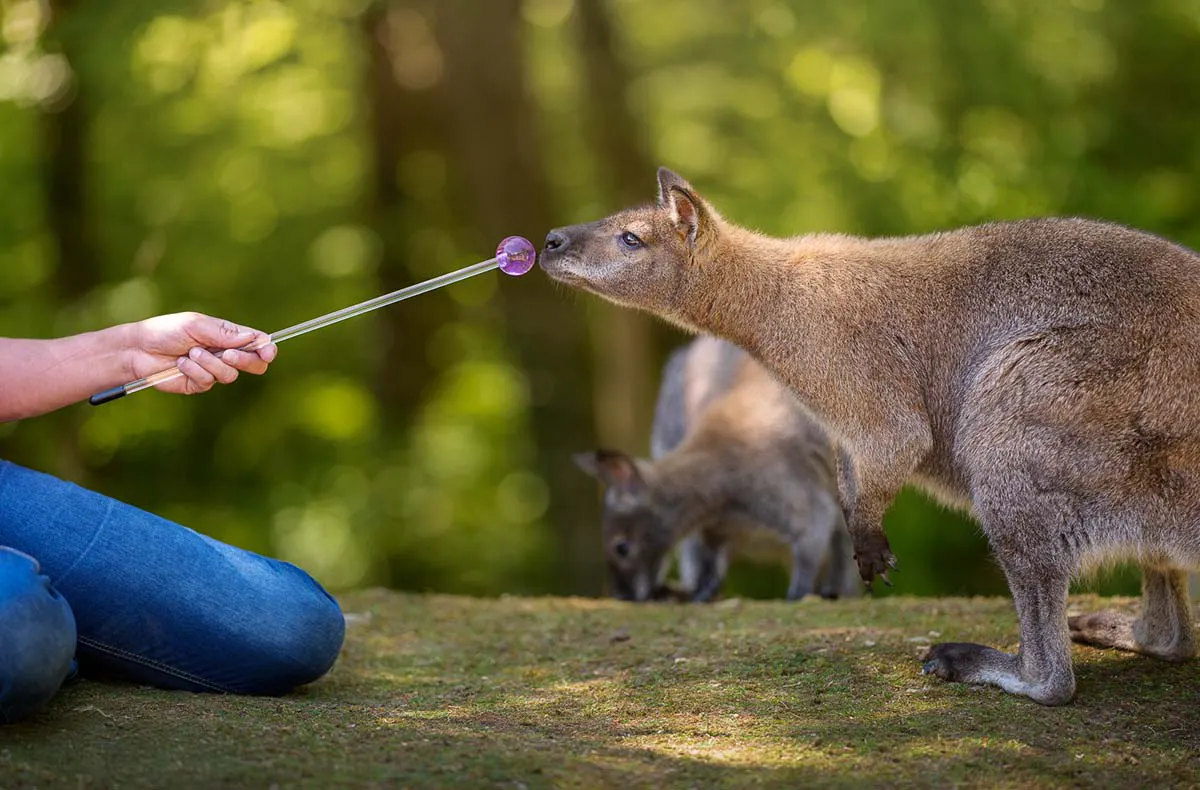 Tiertrainer Hitzendorf - 3