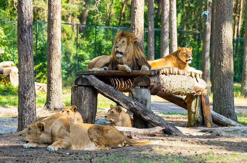 Außergewöhnlich Übernachten im Serengeti-Park für 2 (1 Nacht)