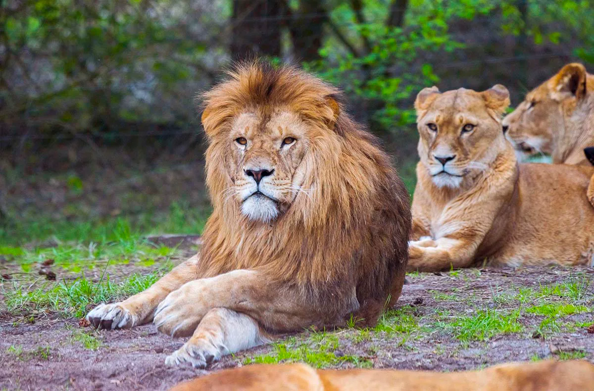Außergewöhnlich Übernachten im Serengeti-Park für 2 (1 Nacht) - 2