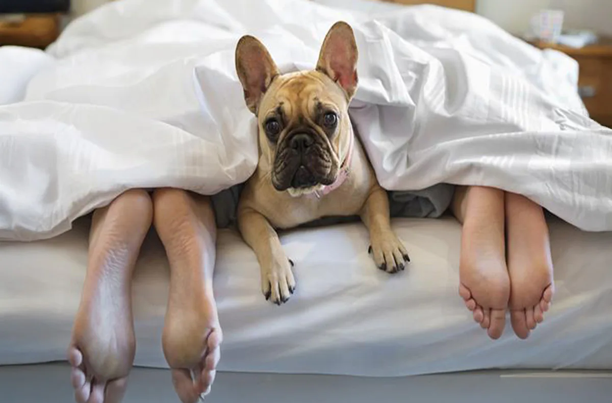 Urlaub mit Hund Bertsdorf-Hörnitz für 2 (2 Nächte) - 1
