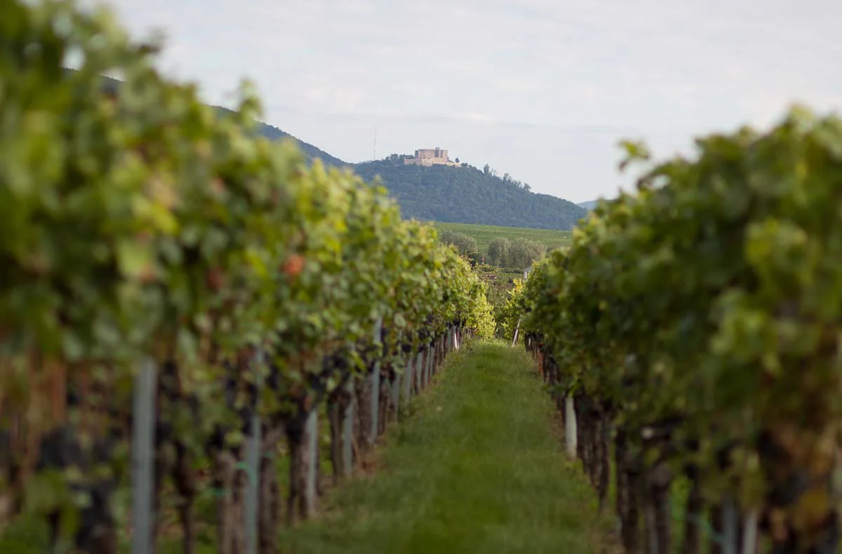 Wanderurlaub mit Weingut-Übernachtung in Rheinland-Pfalz für 2 (2 Nächte) - 1