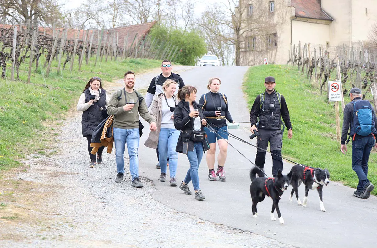 Wein-Jagd für 6 Personen Sommerach - 5
