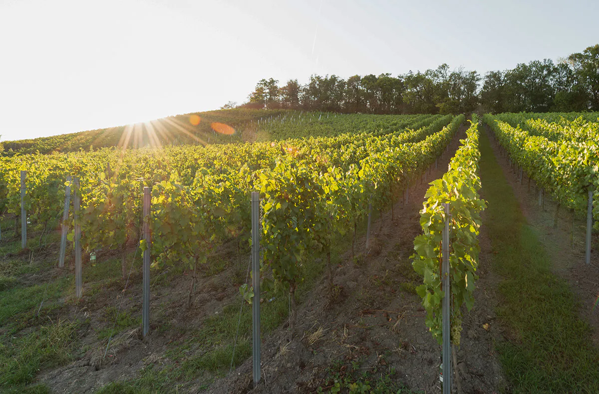 Weinbergwanderung Ulsenheim mit Verkostung und Brotzeit - 1
