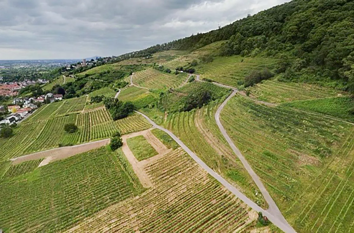 Weinbergwanderung mit Verkostung Schriesheim (alkoholfrei) - 2