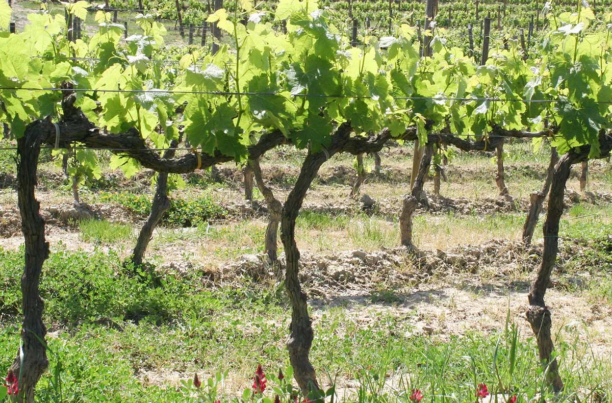 Wein Tasting Frankfurt am Main (Weinland: Italien) - 3