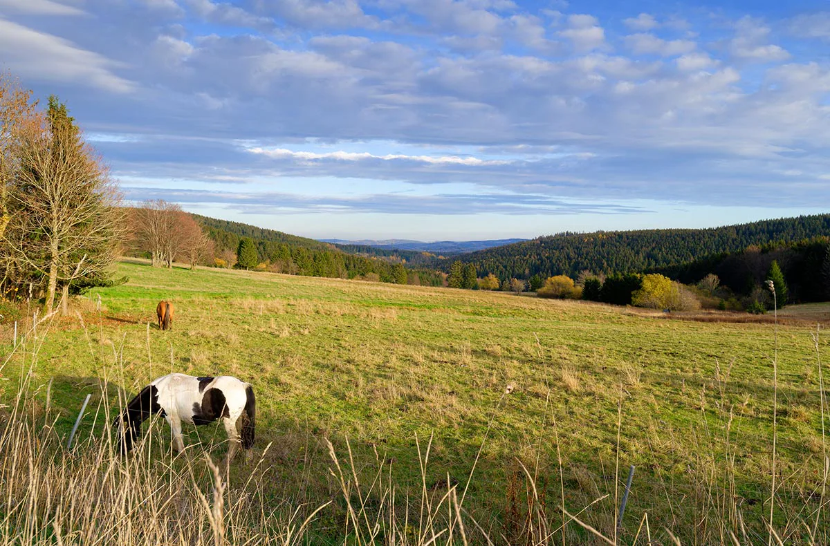 Wellnessurlaub am Rennsteig für 2 (1 Nacht) - 7