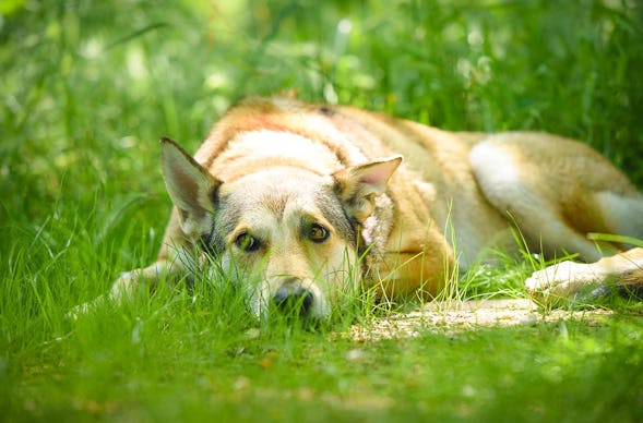 Wolfhundekuschelstunde Büren