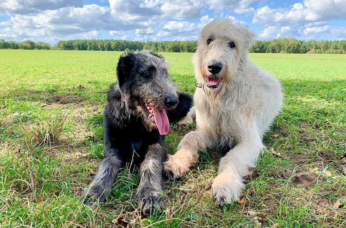 Yoga mit irischen Wolfshunden für 2 Blankenfelde-Mahlow - 3